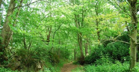 Bois de rumignonRumignon