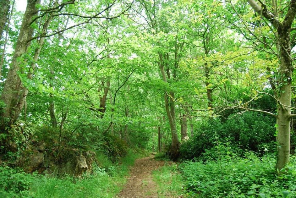 Bois de rumignonRumignon