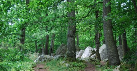 les bois et forêts de Saint-Aubin-du-Cormier