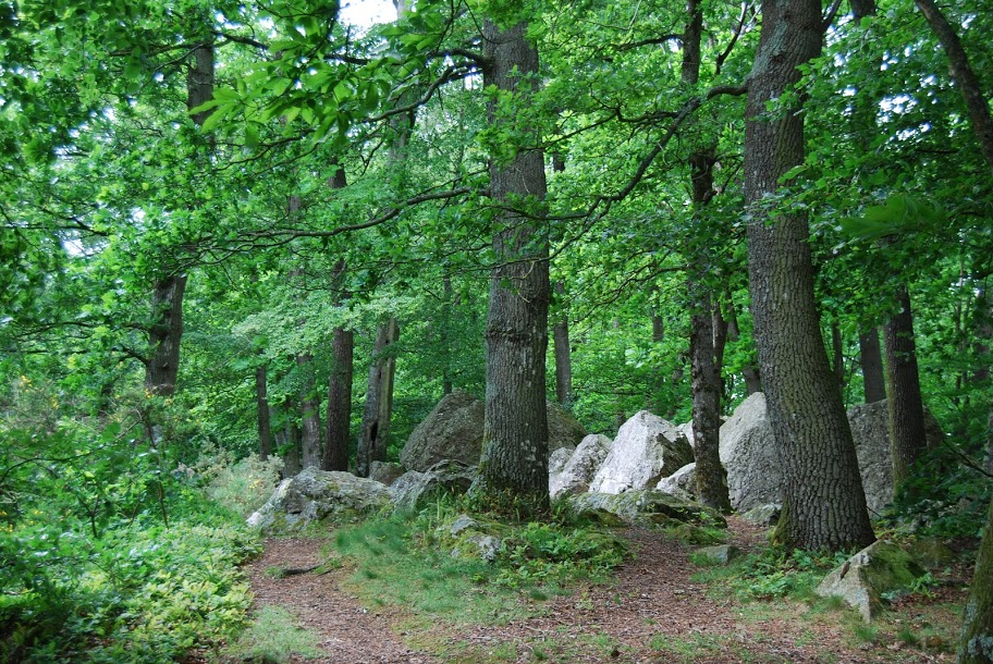 les bois et forêts de Saint-Aubin-du-Cormier
