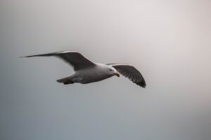 influenza aviaire mouette