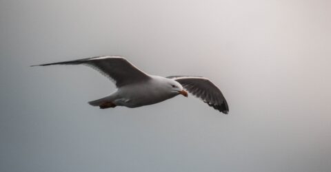 influenza aviaire mouette