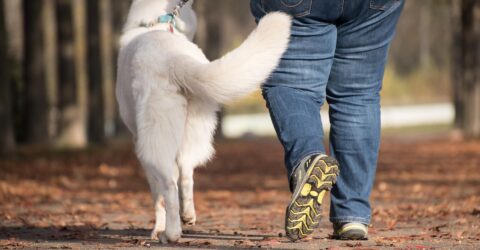 Chien en laisse