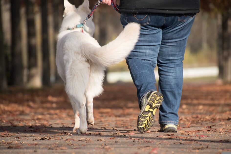 Chien en laisse